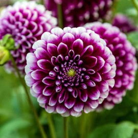 300+ Mix Dahlia Seeds Multi-Color Beautiful Annual Outdoor Garden Potted Plants Non-GMO Dahlia Seeds for Planting Outdodor Indoor Garden