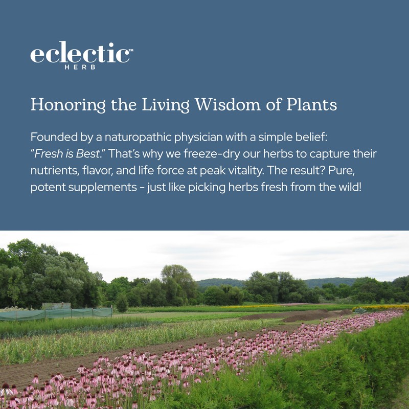 Eclectic Herb - Bilberry Capsules | Vision Health, Cardiovascular Support