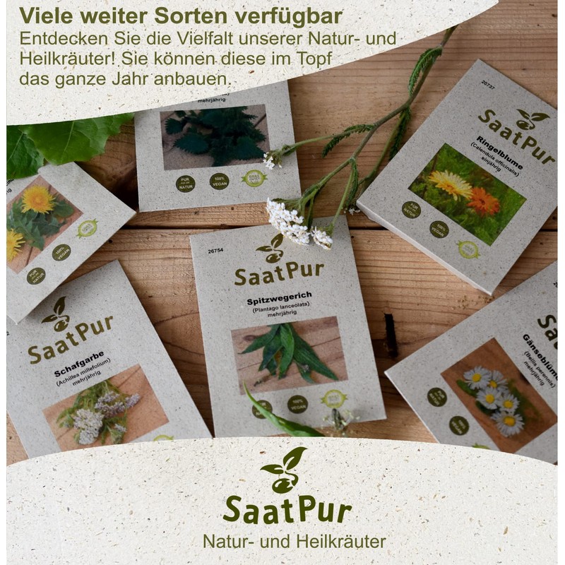 SaatPur Pimpinelle Seeds for Approx. 90 Plants Meadow Button Green