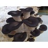 100 Grams/4 oz of Black Oyster Mushroom Spawn Mycelium to