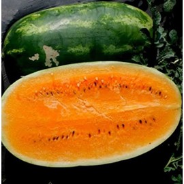 50 Tendersweet Orange Watermelon Seeds for Planting Heirloom Non GMO 4 Grams of Seeds Garden Vegetable Bulk Survival