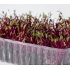 Axel's Garden Seeds Bulls Blood Beet MICROGREEN Seeds | NON-GMO