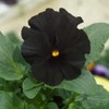 Outsidepride Black Pansy Flower Seed - 2000 Seeds