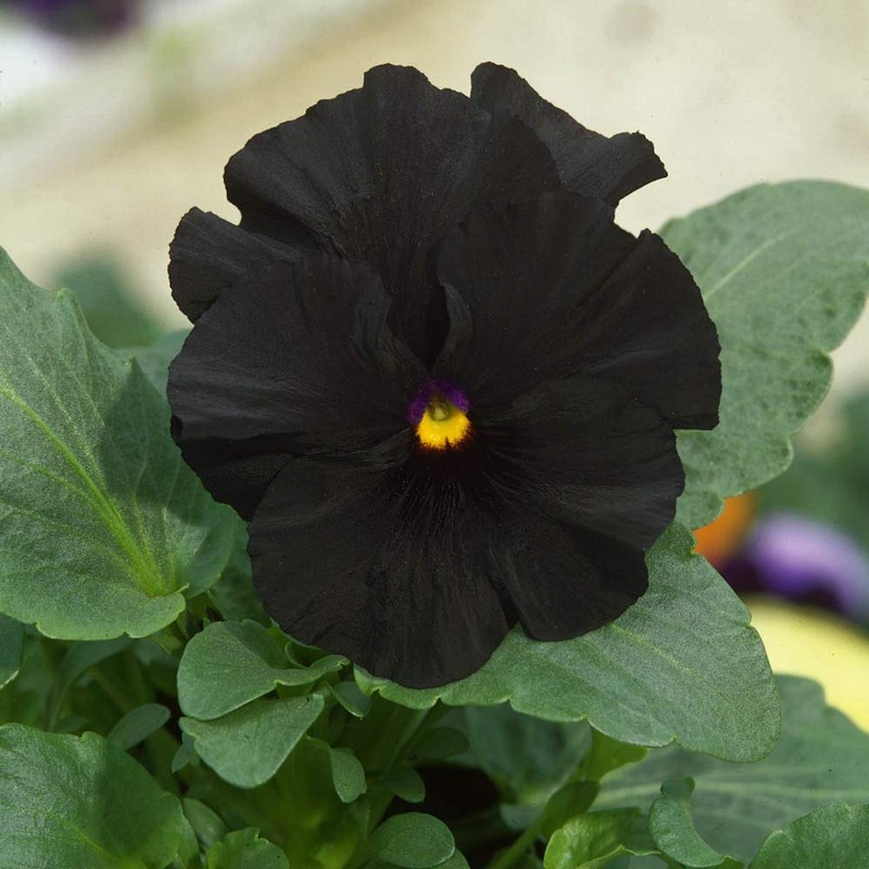 Outsidepride Black Pansy Flower Seed - 2000 Seeds