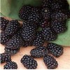 100 Jumbo Thornless Blackberry Seeds, Juicy , Sweet ,Healthy Fruit