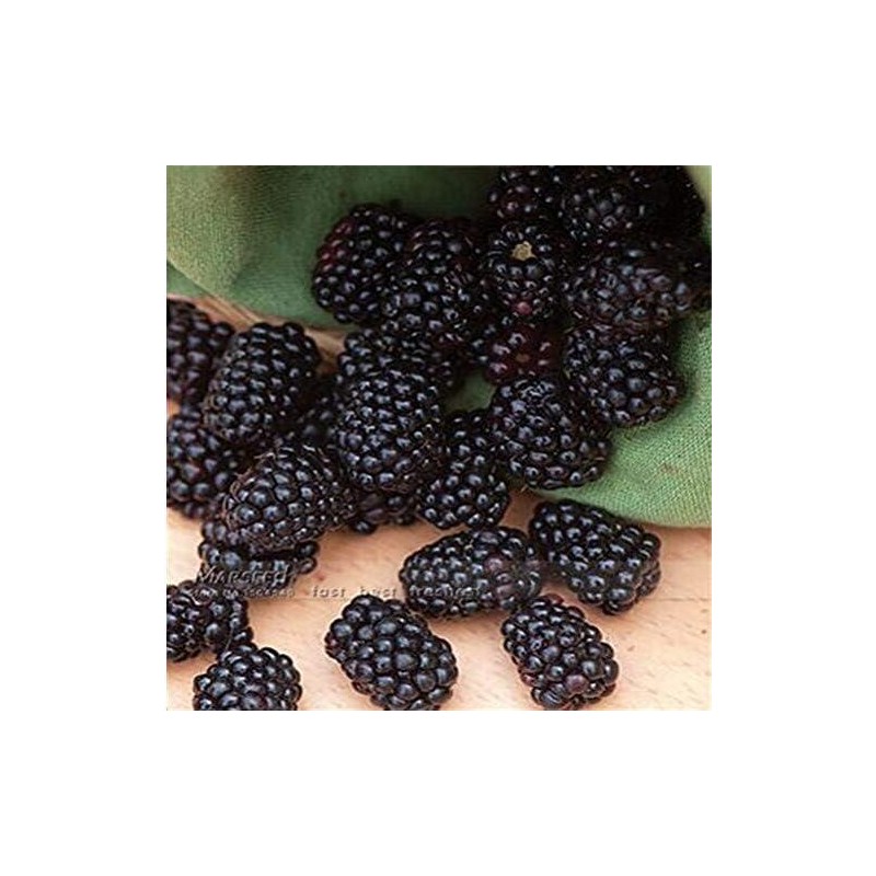 100 Jumbo Thornless Blackberry Seeds, Juicy , Sweet ,Healthy Fruit