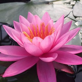 Live Water Lily Tubers | Pre-Grown Hardy Lily Rhizome in White, Pink, Red, Yellow, Orange, Purple (Pink)