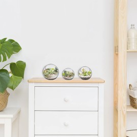 Tofficu Glass Plant Containers 3 Small Vases for Succulents Air Plants Ferns Decor