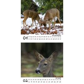 Animal Magic Deer and Deer Calendar for 2025 Format 10 cm x 10 cm Animals in the Forest Seelenzauber