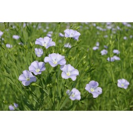 Libos Natural Health Paint, Aldobos (Paint for Wood), Clear, 1.5 fl oz (0.75 L)