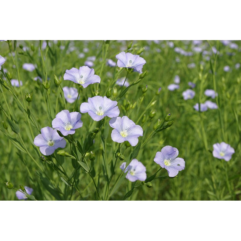 Libos Natural Health Paint, Aldobos (Paint for Wood), Clear, 1.5