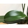 Leafshine Abrillantador para follajes y plantas