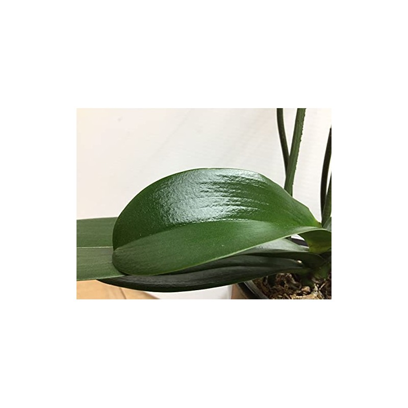 Leafshine Abrillantador para follajes y plantas