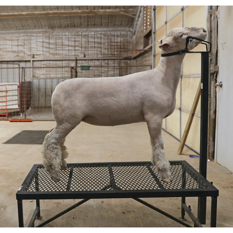 Weaver Leather Shimmer Shampoo, Quart