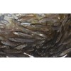 Fathead Minnows (Large, 5 POUNDS)