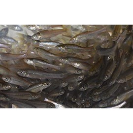 Fathead Minnows (Large, 5 POUNDS)
