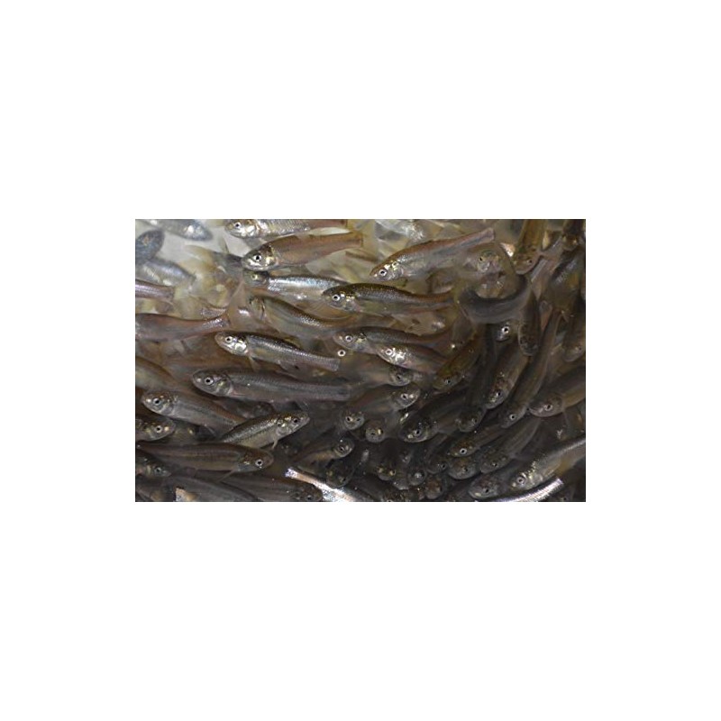 Fathead Minnows (Large, 5 POUNDS)