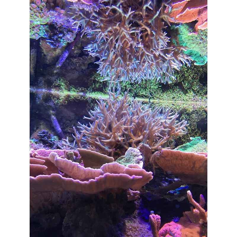 Seachem Reef Complete 250ml