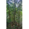 Bamboo 3 Pieces Tonkin Cane RHIZOME Root 12"+ Live Bamboo
