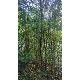Bamboo 3 Pieces Tonkin Cane RHIZOME Root 12"+ Live Bamboo Tea Stick Pseudosasa Amabilis