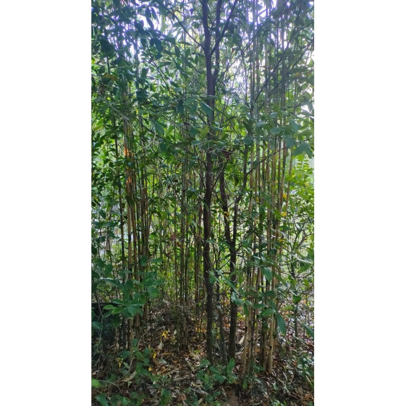Bamboo 3 Pieces Tonkin Cane RHIZOME Root 12"+ Live Bamboo