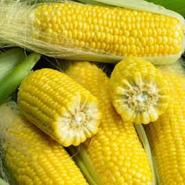 Golden Bantam 8 Corn 5 Lb ~8,800 Seeds – Heirloom, Non-GMO, Open-Pollinated – Sweet Yellow Kernels – High Germination – Fast Growing – Ideal for Gardens, Farms & Markets