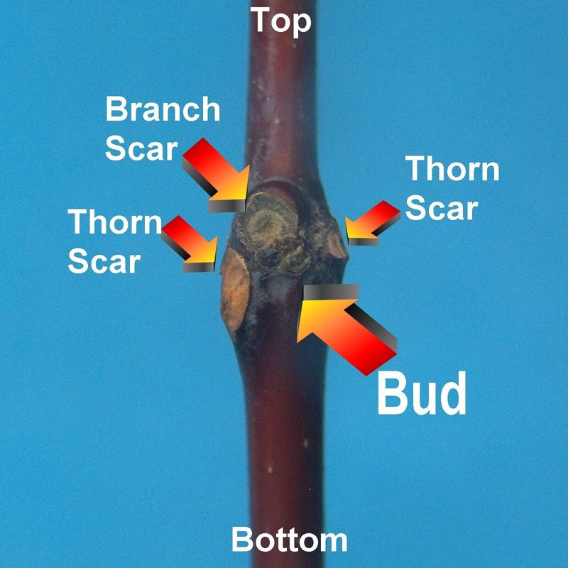 Jujube T603A (2) Sherwood Jujube Tree 8" Thin Cutting Graft