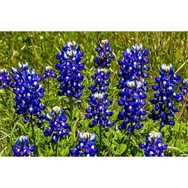 Lupine, Texas Bluebonnet - Wildflower Seeds