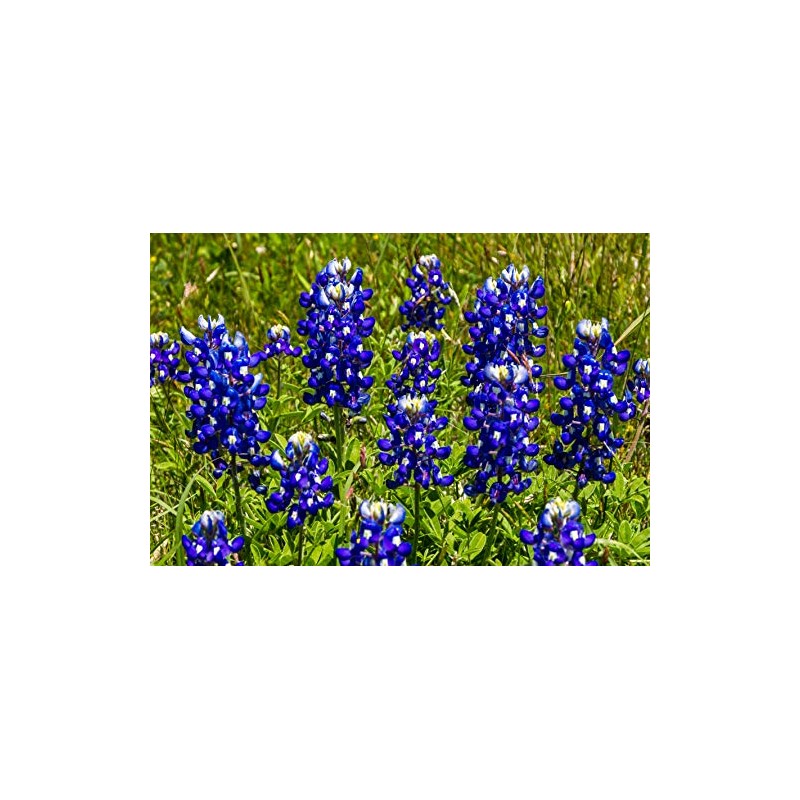 Lupine, Texas Bluebonnet - Wildflower Seeds
