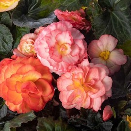Outsidepride 50 Seeds Perennial Limitless Sunrise Begonia Garden Flower Seed Mix for Planting