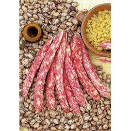 Salerno Seeds Dwarf Bush Cranberry Bean Fagiolo Barlotto Nano 90-100 Seeds Made in Italy Italian Non-GMO