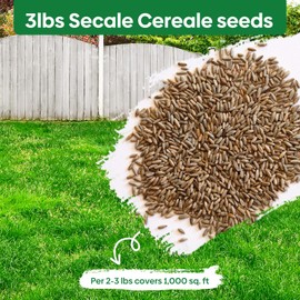 Groundio Winter Rye Seeds, 3lbs Non-GMO Cover Crop Seeds, Annual Secale Cereale to Plant for Lawn Alternative, Rye Grass Seed Grown in The USA