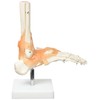 Real Patterson's Foot Joint with Ligaments