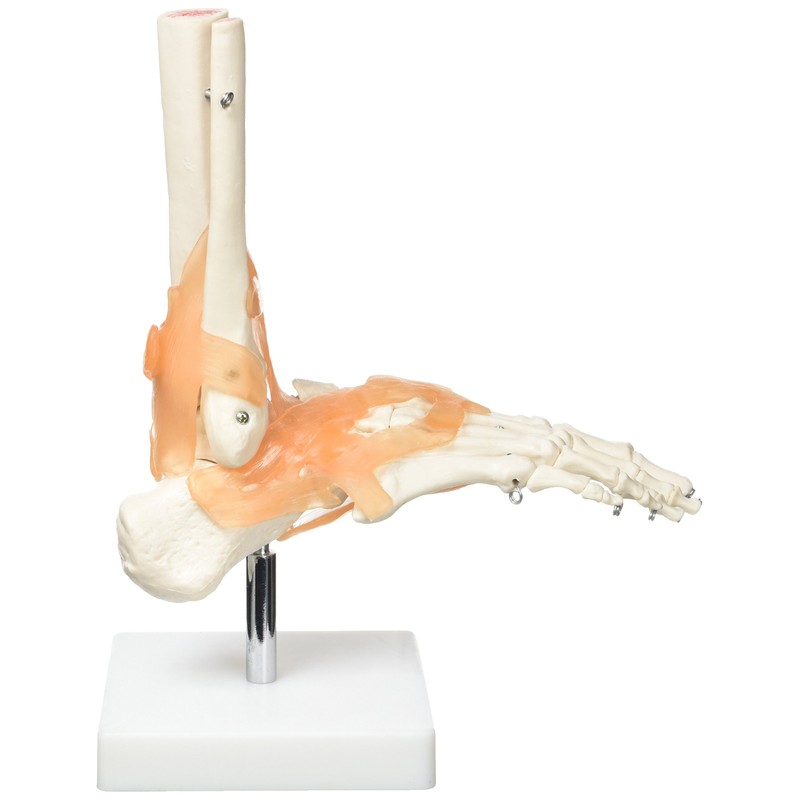 Real Patterson's Foot Joint with Ligaments