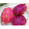 Cactus 3pcs Dragon Fruit Cutting 7” Red Flesh Self Pollinating