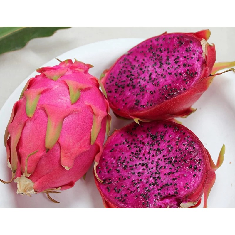 Cactus 3pcs Dragon Fruit Cutting 7” Red Flesh Self Pollinating