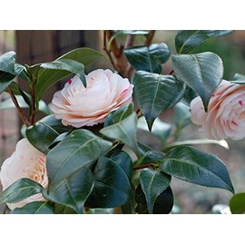 New Life Nursery & Garden (1) - April Dawn Camellia Japonica (Zone 6) - Starter Plug (4L) (1 Live Plant)