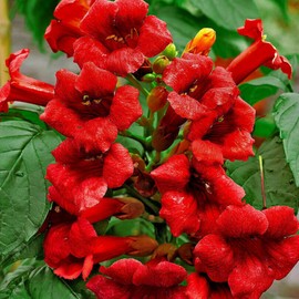 Trumpet Vine Seeds for Planting - 50+ Mixed Hummingbird Trumpet Vine Seeds Non GMO Open Pollinated & Attracts Pollinators