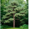 MySeeds.Co Pinus strobus (Wisconsin) (Eastern White Pine) Tree Seeds, Attractive