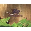 Ancient Graffiti Flamed Copper Wall Mount Heron