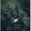 Juniperus communis (Common Juniper) Tree Seeds, Green to Bluish-Green Needle-Like