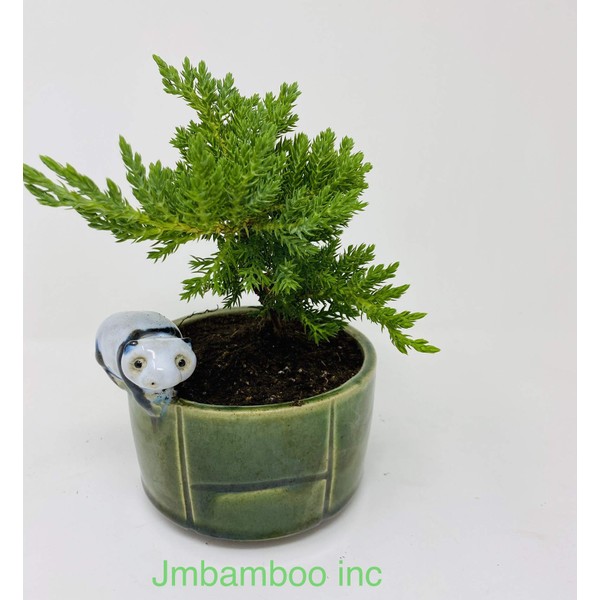 jmbamboo - Juniper Tree Bonsai panda Best Gift