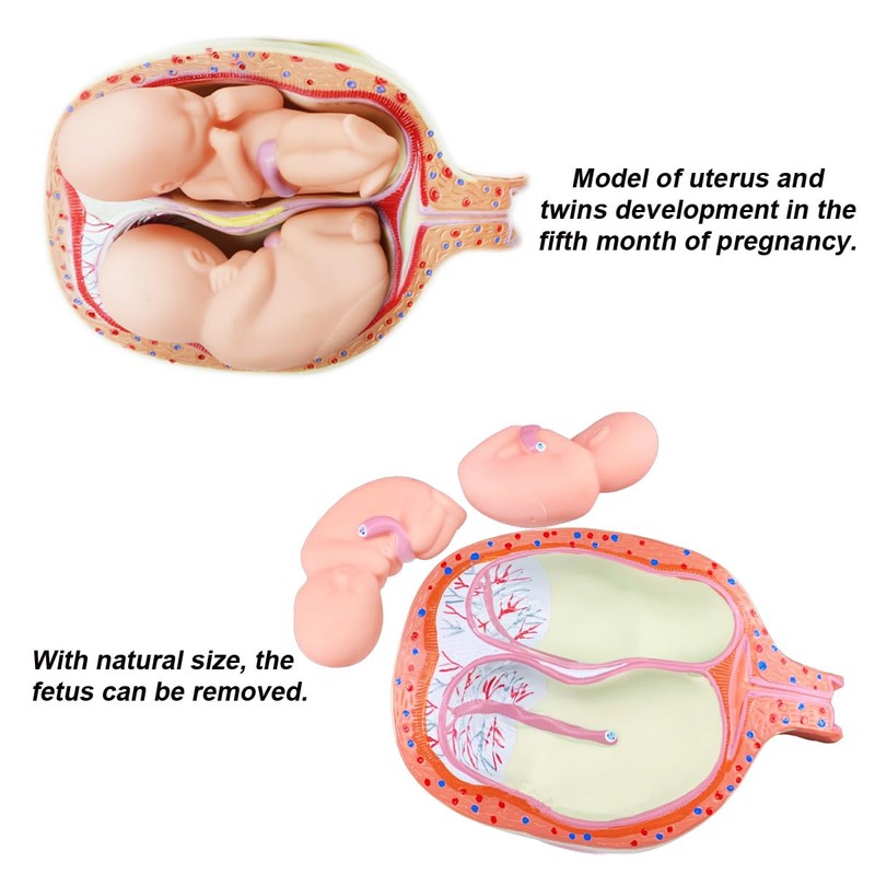 INTBUYING Education Model 8PCS Removable Human Anatomical Embryonic Development Nurse