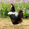 Chicken Saddle with Wing Protector - Chicken Aprons & Vest