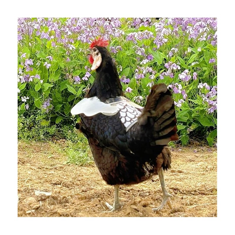 Chicken Saddle with Wing Protector - Chicken Aprons & Vest