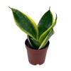 Florida House Plants Varigated Snake Plant, 2 inch, lengua de