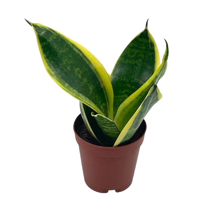 Florida House Plants Varigated Snake Plant, 2 inch, lengua de