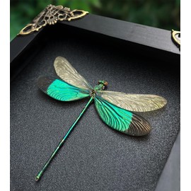 VINADECOR Real Dragonfly Butterfly Frame Taxidermy Insect Shadow Box Spooky Gothic Decor Curiosities And Oddities Decor Handing Wall Crystal Display Shelf K12-83-DE-A9