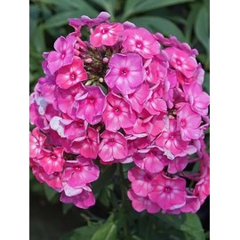 50 Bubblegum Pink Phlox Seeds Flower Perennial Seed Flowers Butterfly Perennial Flower Garden Seed Flowers Seed Flower