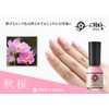 Kyo no Gofun Nail Autumn Cherry Blossoms, 0.3 fl oz